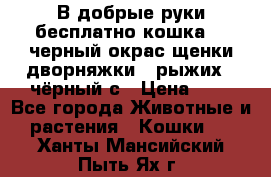 В добрые руки бесплатно,кошка,2.5черный окрас,щенки дворняжки,3 рыжих 1 чёрный,с › Цена ­ - - Все города Животные и растения » Кошки   . Ханты-Мансийский,Пыть-Ях г.